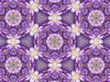 Crocus kaleidoscope