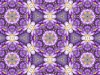 Crocus kaleidoscope